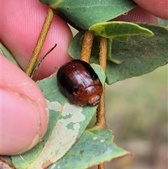 Paropsisterna liturata (Leaf beetle) at Palerang, NSW - 7 Jan 2025 by clarehoneydove