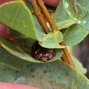 Paropsisterna liturata at Palerang, NSW - 7 Jan 2025