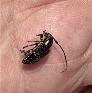 Ancita marginicollis (A longhorn beetle) at Benandarah, NSW by ajlandford