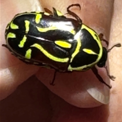 Eupoecila australasiae (Fiddler Beetle) at Benandarah, NSW - 6 Jan 2025 by ajlandford