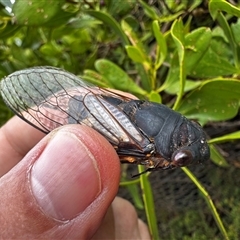 Psaltoda plaga (Black Prince Cicada) at South Durras, NSW - 7 Jan 2025 by ajlandford