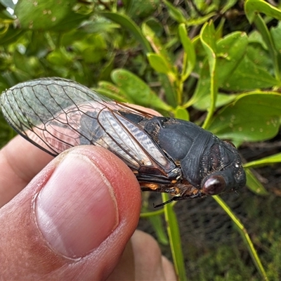 Psaltoda plaga (Black Prince Cicada) at South Durras, NSW - 7 Jan 2025 by ajlandford