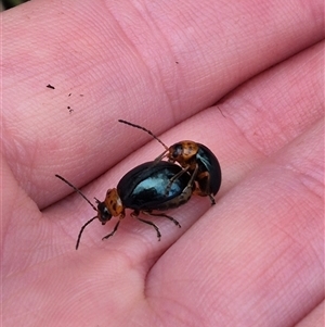 Ellopidia sp. (genus) (Leaf Beetle) at Manar, NSW by clarehoneydove