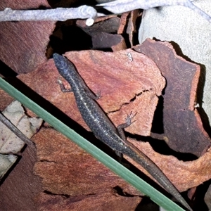 Unidentified Skink at South Durras, NSW by ajlandford