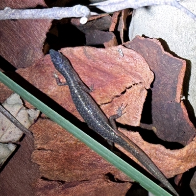 Unidentified Skink at South Durras, NSW - 5 Jan 2025 by ajlandford