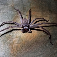 Isopeda sp. (genus) (Huntsman Spider) at South Durras, NSW - 5 Jan 2025 by ajlandford