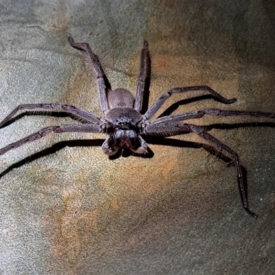Isopeda (genus) (Huntsman Spider) at South Durras, NSW - 5 Jan 2025 by ajlandford