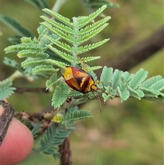 Stauralia sp. (genus) (False stink bug) at Palerang, NSW - 7 Jan 2025 by clarehoneydove