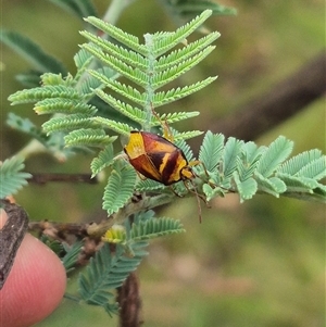 Stauralia sp. (genus) (False stink bug) at Palerang, NSW by clarehoneydove