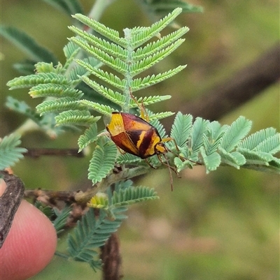 Stauralia sp. (genus) (False stink bug) at Palerang, NSW - 7 Jan 2025 by clarehoneydove