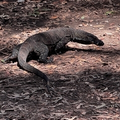 Varanus varius (Lace Monitor) at Benandarah, NSW - 6 Jan 2025 by ajlandford