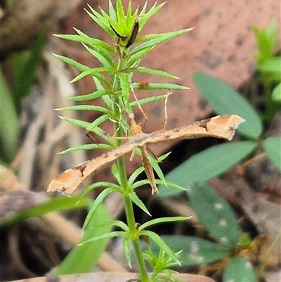 Sinpunctiptilia emissalis (Speedwell Pterror) at Palerang, NSW - 7 Jan 2025 by clarehoneydove