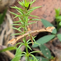 Sinpunctiptilia emissalis at Palerang, NSW - 7 Jan 2025