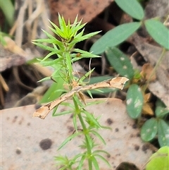 Sinpunctiptilia emissalis at Palerang, NSW - 7 Jan 2025