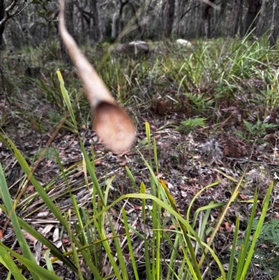 Phonognathidae (family) (Leaf curling orb-weavers) at South Durras, NSW - 7 Jan 2025 by ajlandford