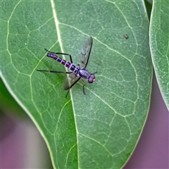 Taenogerella elizabethae at Belconnen, ACT - 7 Jan 2025 by Untidy