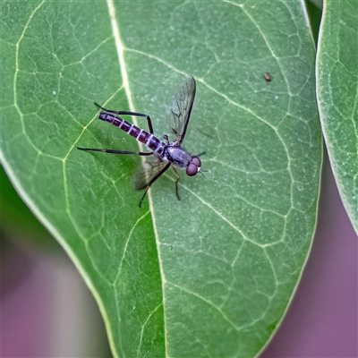 Taenogerella elizabethae at Belconnen, ACT - 7 Jan 2025 by Untidy