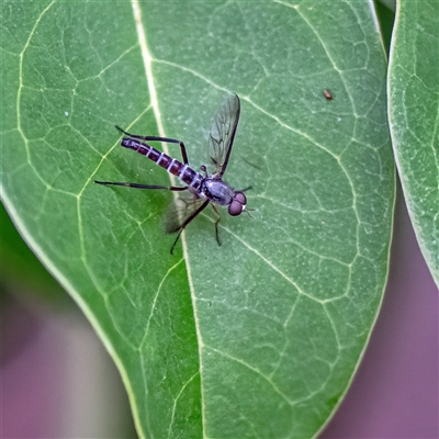 Taenogerella elizabethae at Belconnen, ACT - 7 Jan 2025 by Untidy