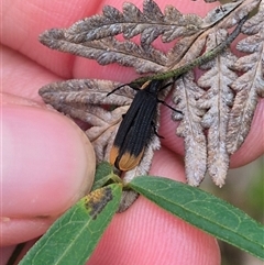 Trichalus sp. (genus) (Net-winged beetle) at Palerang, NSW - 7 Jan 2025 by clarehoneydove