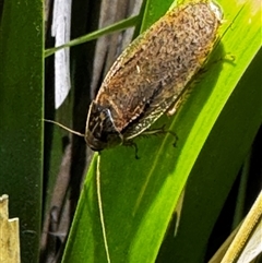 Calolampra sp. (genus) (Bark cockroach) at South Durras, NSW - 5 Jan 2025 by ajlandford