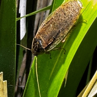 Calolampra sp. (genus) (Bark cockroach) at South Durras, NSW - 5 Jan 2025 by ajlandford