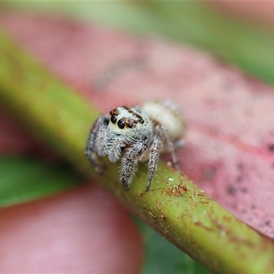 Opisthoncus sp. (genus) (Unidentified Opisthoncus jumping spider) at Forbes Creek, NSW - 7 Jan 2025 by Csteele4