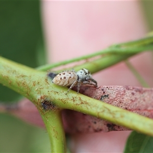 Opisthoncus sp. (genus) at Forbes Creek, NSW - 7 Jan 2025 03:30 PM