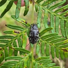 Pachycoelia sp. (genus) (A darkling beetle) at Palerang, NSW - 7 Jan 2025 by clarehoneydove