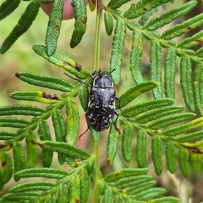 Pachycoelia sp. (genus) (A darkling beetle) at Palerang, NSW - 7 Jan 2025 by clarehoneydove