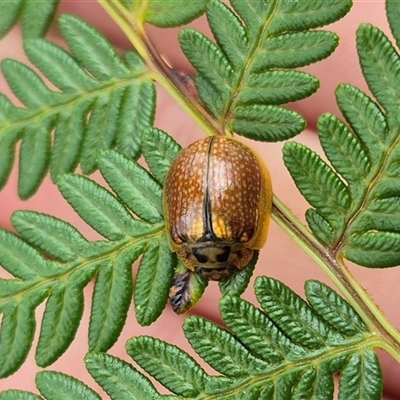 Paropsisterna bimaculata (Tasmanian Eucalyptus Leaf Beetle) at Palerang, NSW - 7 Jan 2025 by clarehoneydove