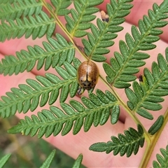 Paropsisterna bimaculata at Palerang, NSW - 7 Jan 2025 04:01 PM