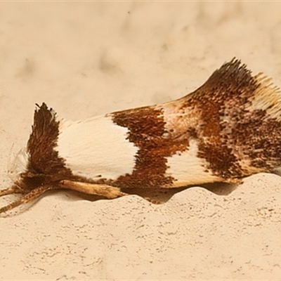 Euphiltra angustior (A Concealer moth (Wingia group) at Ainslie, ACT - 5 Jan 2025 by jb2602