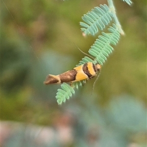 Macrobathra chrysotoxa at Palerang, NSW - 7 Jan 2025