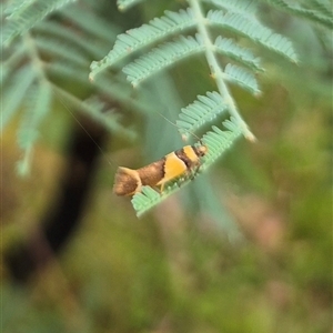 Macrobathra chrysotoxa at Palerang, NSW - 7 Jan 2025