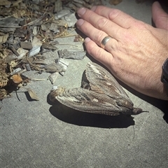 Endoxyla encalypti at Wright, ACT - 7 Jan 2025