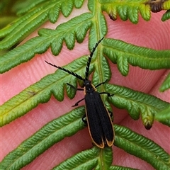 Achras limbatum (A net-winged beetle) at Palerang, NSW - 7 Jan 2025 by clarehoneydove