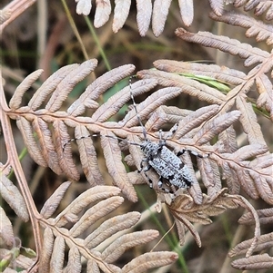 Disterna canosa at Palerang, NSW - 7 Jan 2025