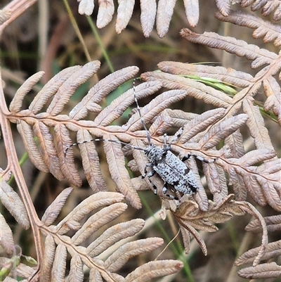 Disterna canosa (A longhorn beetle) at Palerang, NSW - 7 Jan 2025 by clarehoneydove