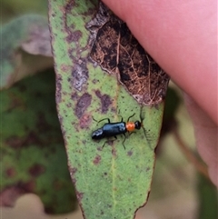 Malachiinae (subfamily) (Soft-winged flower beetle) at Palerang, NSW - 7 Jan 2025 by clarehoneydove