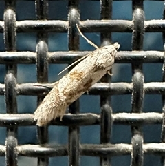 Oecophoridae (family) (Unidentified Oecophorid concealer moth) at Ainslie, ACT - 4 Jan 2025 by Pirom