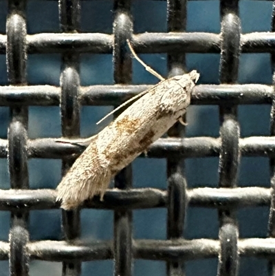 Oecophoridae (family) (Unidentified Oecophorid concealer moth) at Ainslie, ACT - 4 Jan 2025 by Pirom