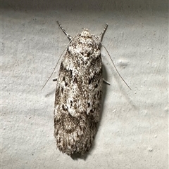 Philobota philostaura (A Concealer moth (Philobota group)) at Ainslie, ACT - 31 Dec 2024 by Pirom