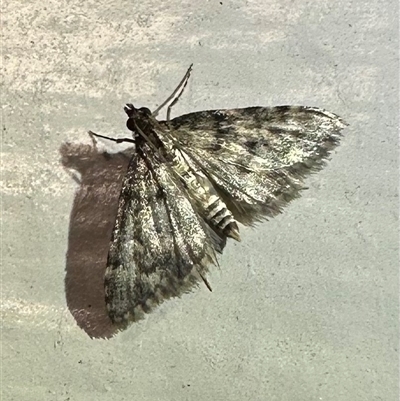 Metasia (genus) (A Crambid moth) at Ainslie, ACT - 27 Dec 2024 by Pirom