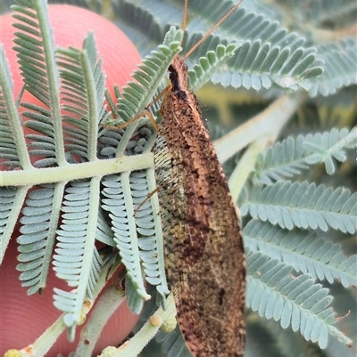 Oedosmylus tasmaniensis (Lacewing) at Forbes Creek, NSW - 7 Jan 2025 by clarehoneydove