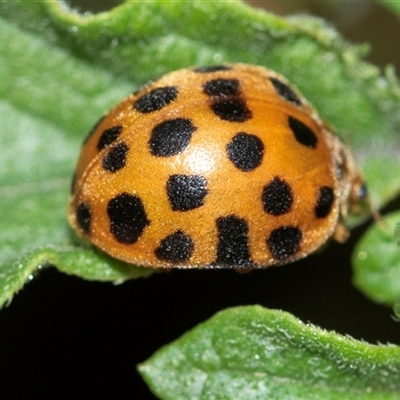 Epilachna sumbana (A Leaf-eating Ladybird) at Higgins, ACT - 7 Jan 2025 by AlisonMilton