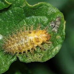 Epilachna sumbana (A Leaf-eating Ladybird) at Higgins, ACT - 7 Jan 2025 by AlisonMilton