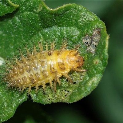 Epilachna sumbana (A Leaf-eating Ladybird) at Higgins, ACT - 7 Jan 2025 by AlisonMilton