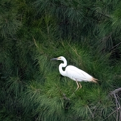 Ardea alba at Belconnen, ACT - 7 Jan 2025 by Untidy