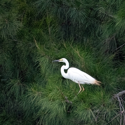 Ardea alba (Great Egret) at Belconnen, ACT - 7 Jan 2025 by Untidy