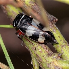 Platyeurymela sp. (genus) (Leafhopper) at Palerang, NSW - 7 Jan 2025 by AlisonMilton